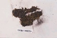 藏品(細葉小羽苔)的圖片